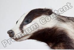 Head Badger